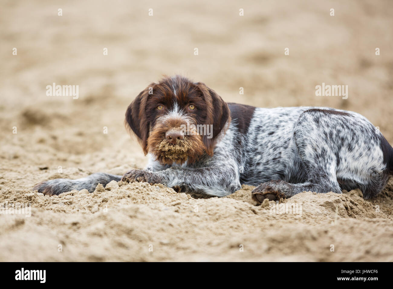 Braque Allemand chiot est allongé sur le sable Banque D'Images