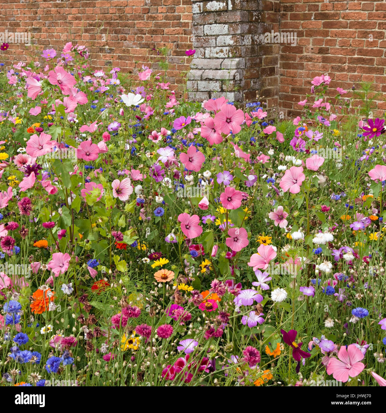 Très lumineux et coloré de fleurs jardin informel border en été, UK Banque D'Images