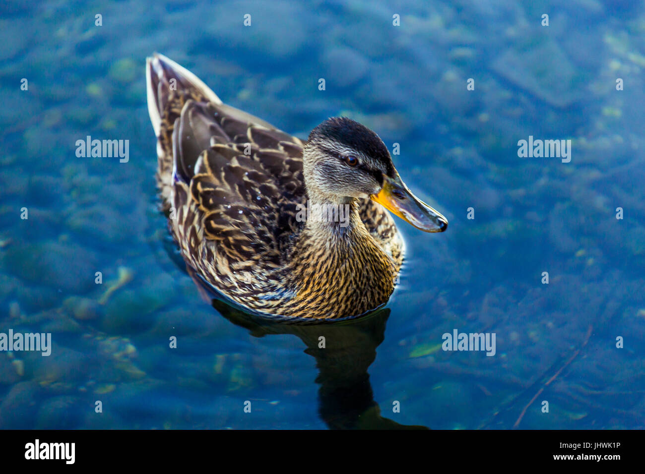 Femelle d'un Canard colvert (Anas platyrhynchos) nager sur la rivière. Banque D'Images