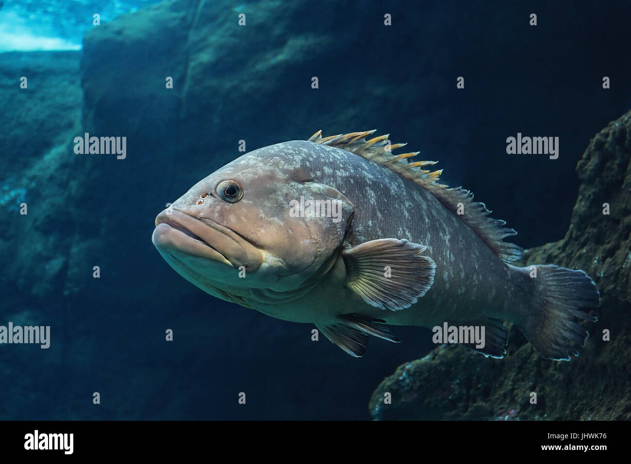 Polyprion americanus, wreckfish, pierre basse, un gros poisson de l