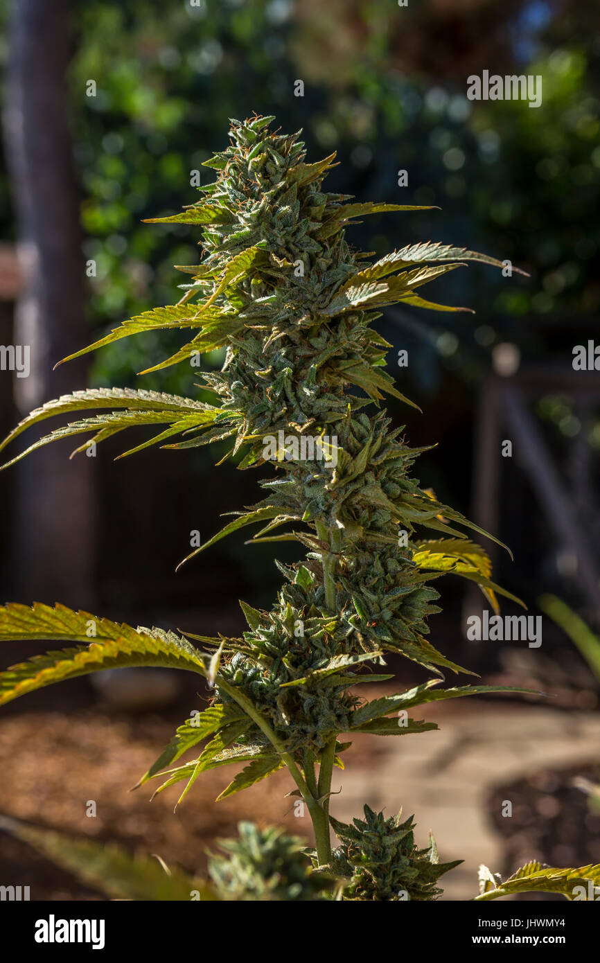 Cannabis indica, C indica, indica, plante de cannabis, la marijuana, l'usine de la marijuana médicale, médecine alternative, plante médicinale, Californie Banque D'Images