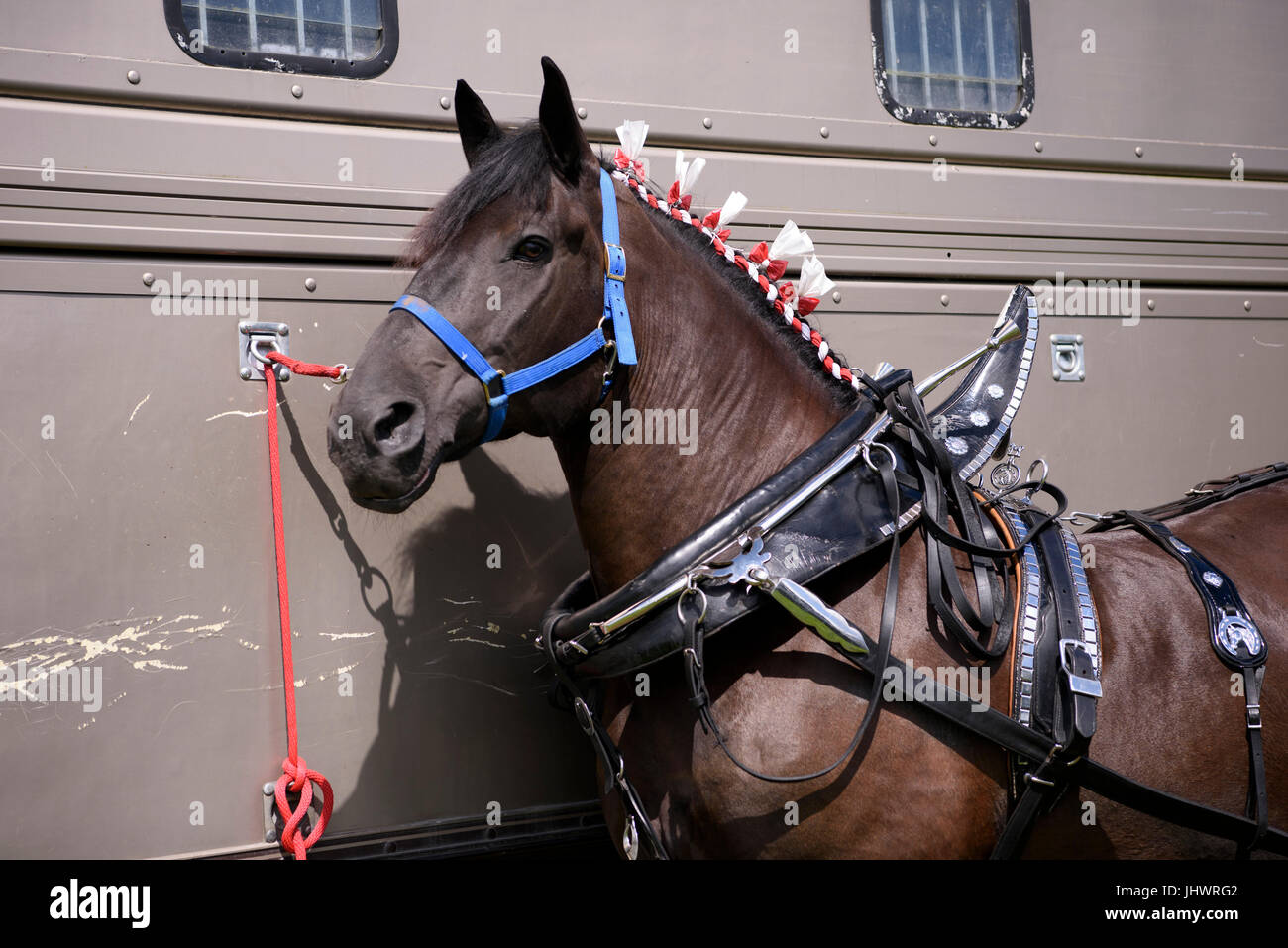 Un cheval dans les coulisses pendant le spectacle au spectacle de chevaux lourds au Musée National de la vie rurale dans la région de East Kilbride. Banque D'Images