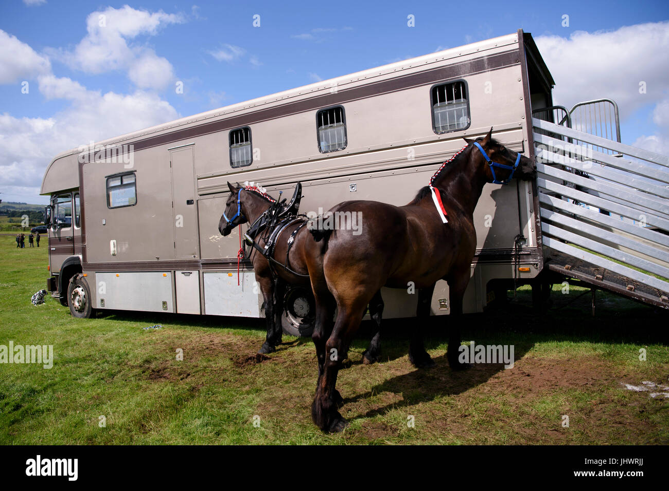 Chevaux dans les coulisses pendant le spectacle au spectacle de chevaux lourds au Musée National de la vie rurale dans la région de East Kilbride. Banque D'Images