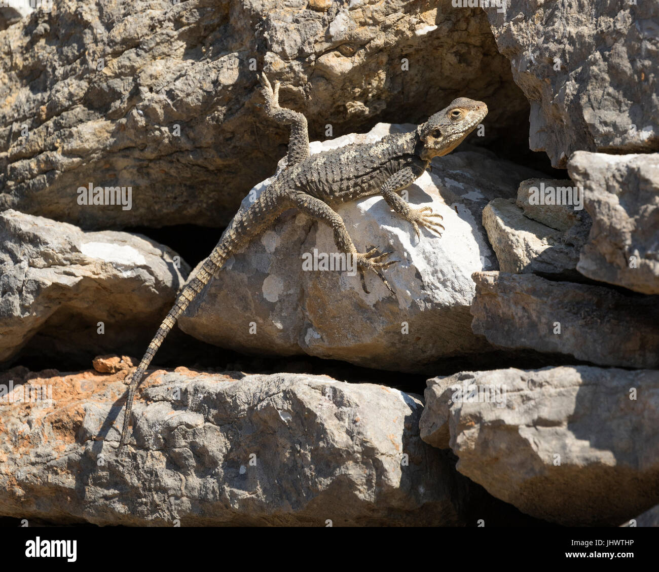 L'île de Symi, sud de la mer Egée, Grèce - lézards peuvent souvent être vus sur les murs, dans les arbres et sur le sol, mais hésitent souvent de l'homme Banque D'Images
