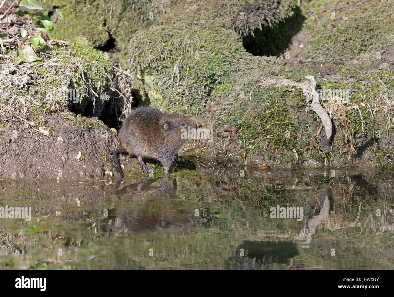 - Arvicola amphibius Campagnol de l'eau à côté d'un ruisseau. Uk Banque D'Images