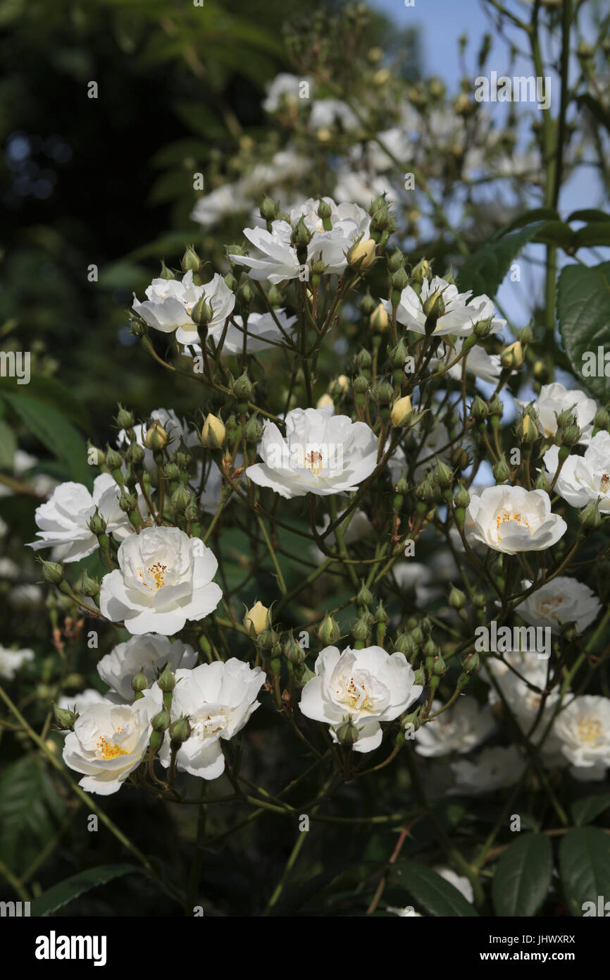 Petites roses blanches en fleur Photo Stock - Alamy