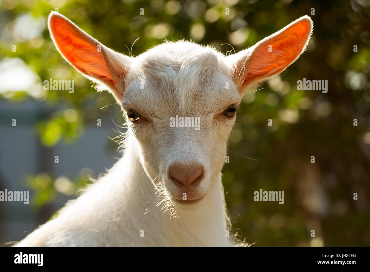 Portrait de jeune chèvre sur un fond vert. Banque D'Images