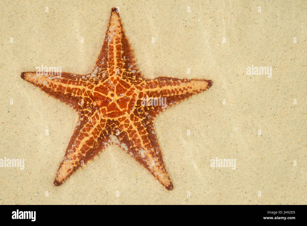 En vertu de l'étoile de l'eau claire à Grand Cayman. Banque D'Images