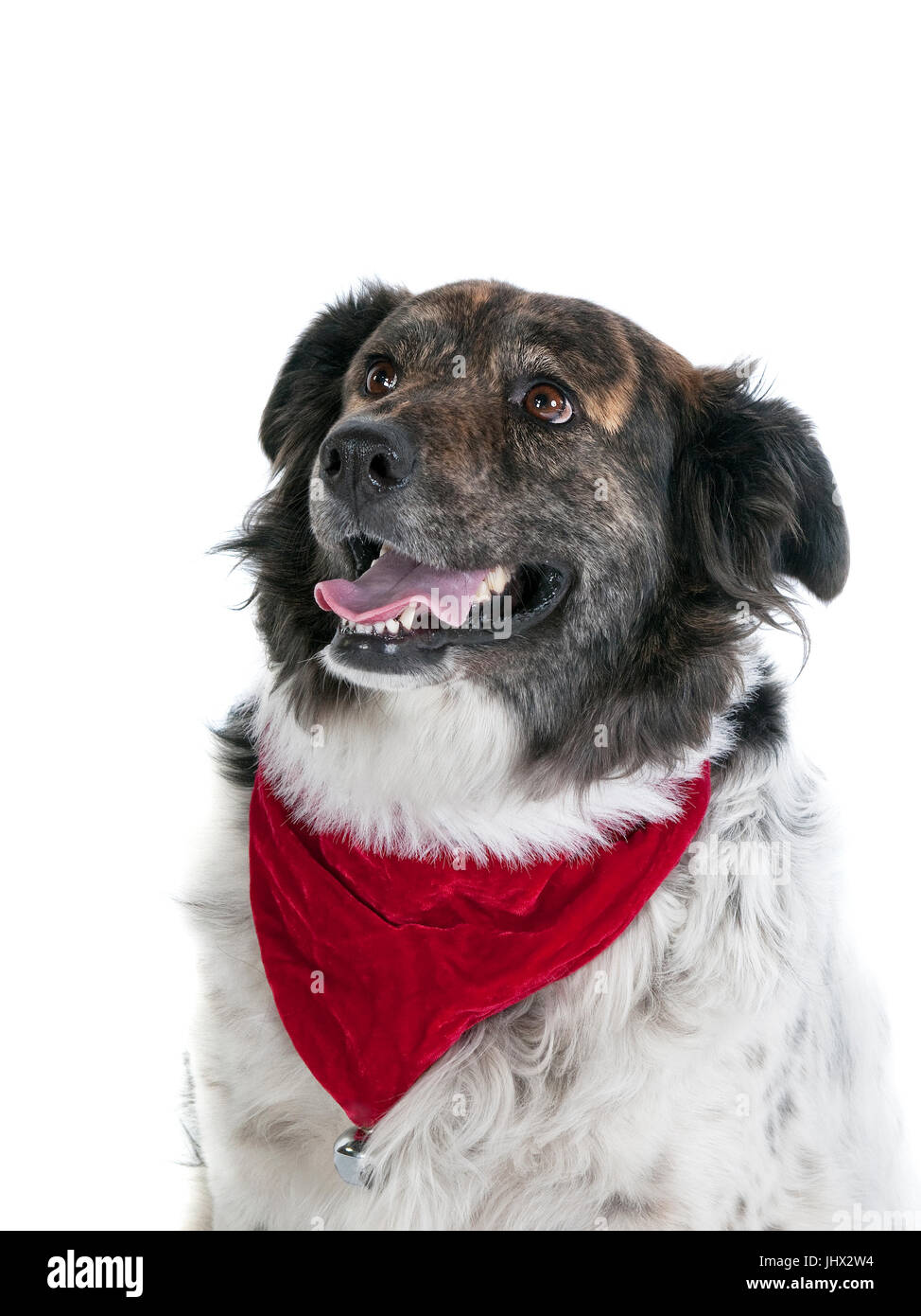 Portrait of Happy smiling dog dans maison de vacances bandana de Noël jusqu'à l'écharpe et isolé sur blanc. Banque D'Images