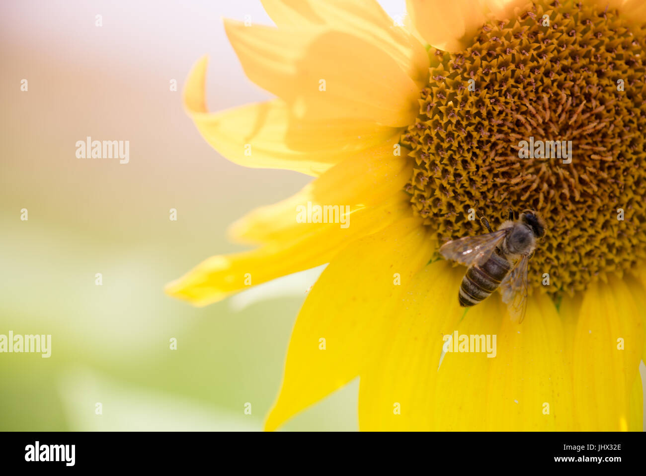Close up of BEE on sunflower ; Abeille sur un tournesol, la collecte du pollen de tournesol et de l'abeille ; Banque D'Images