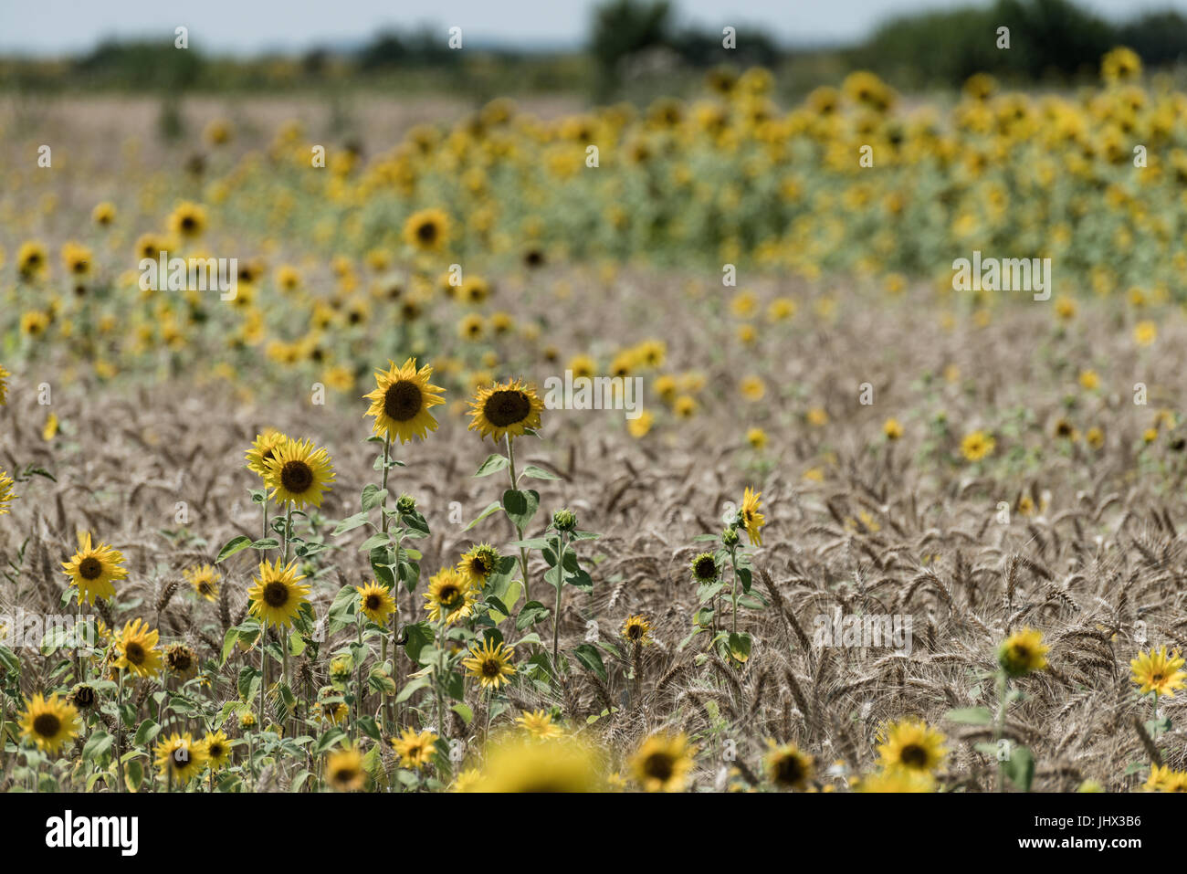 Le tournesol et le blé, le tournesol dans le champ de blé ; les champs de blé et de tournesols Banque D'Images