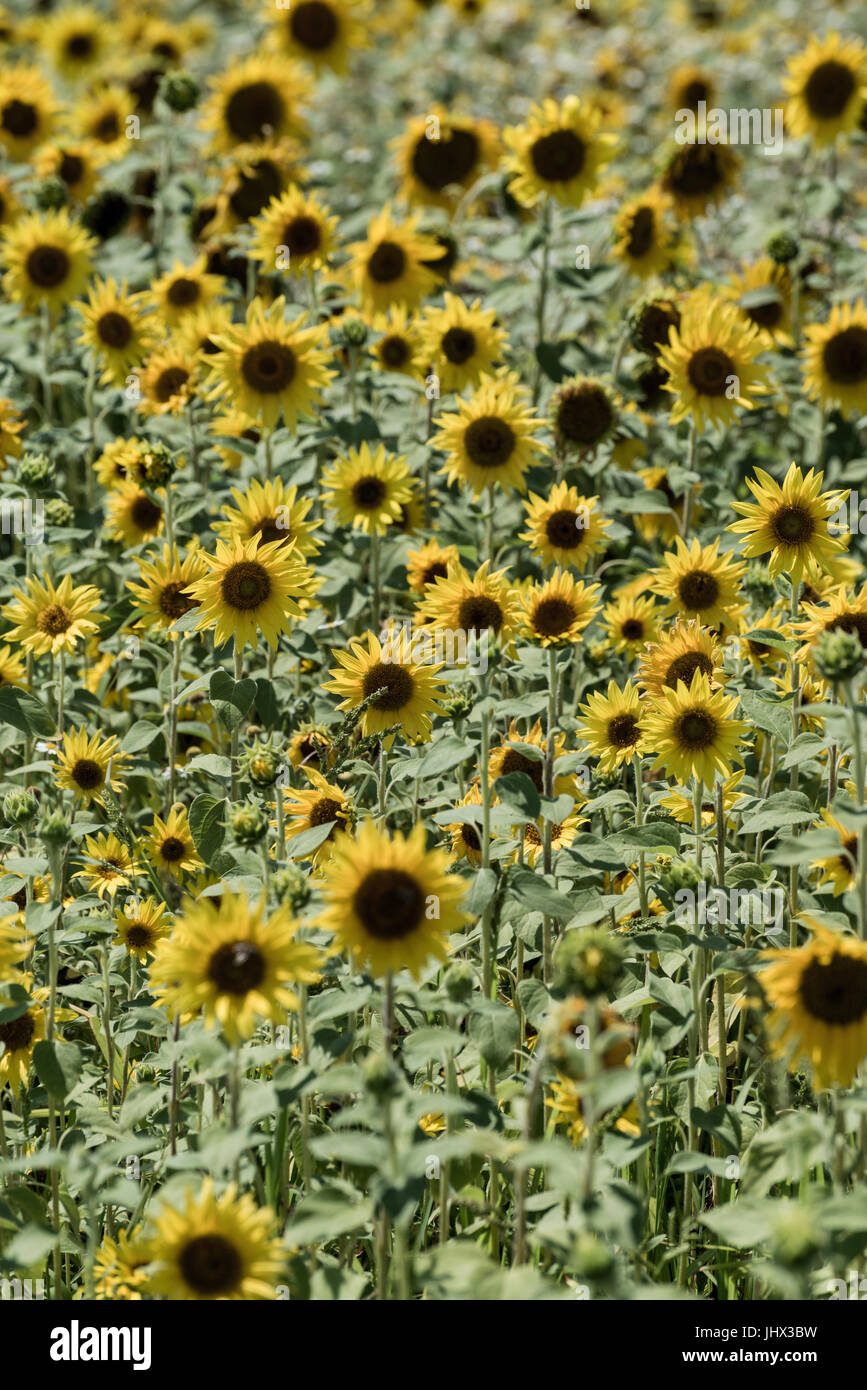 Champ de tournesols, paysage estival ; champ de tournesols en fleurs Banque D'Images