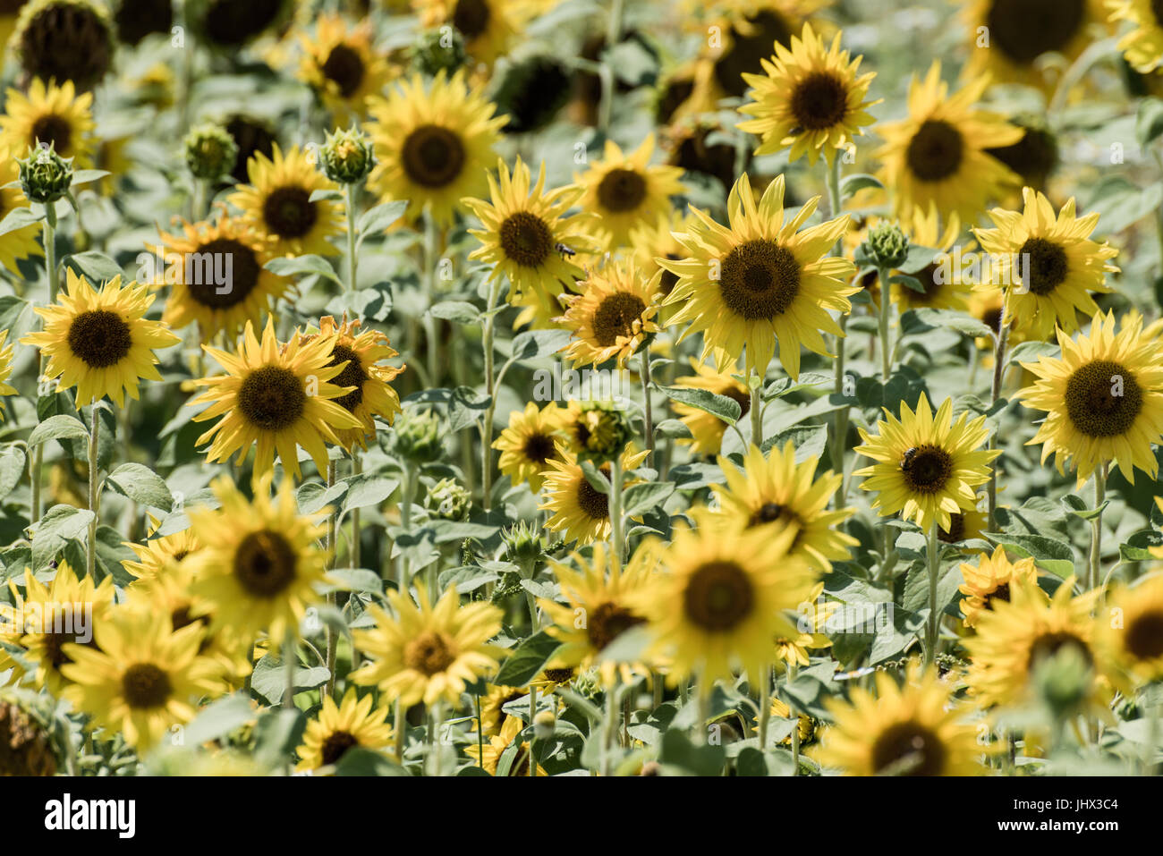 Champ de tournesols, paysage estival ; champ de tournesols en fleurs Banque D'Images