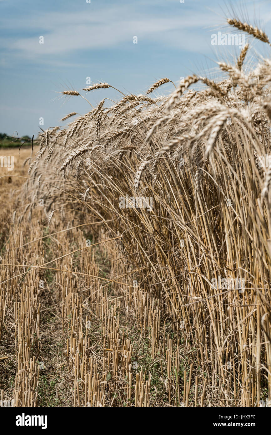 Champ de blé. Des épis de blé d'or close up. La belle nature paysage Coucher du soleil. Paysage rural sous la lumière du soleil brillant. Contexte de la maturation des épis de moi Banque D'Images