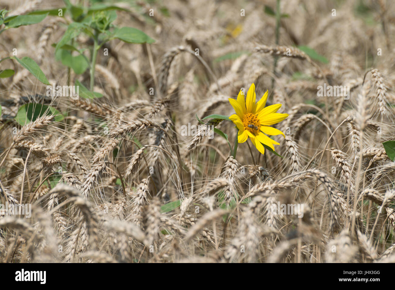 Le tournesol et le blé, le tournesol dans le champ de blé ; les champs de blé et de tournesols Banque D'Images