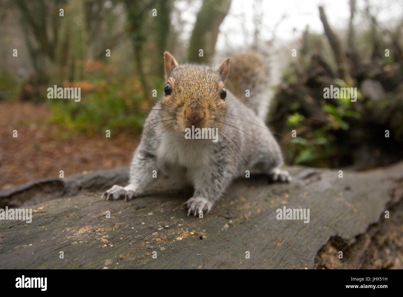 L'Écureuil gris (Sciurus carolinensis) sur l'arbre à Tehidy Woods Country Park, Cornwall Banque D'Images