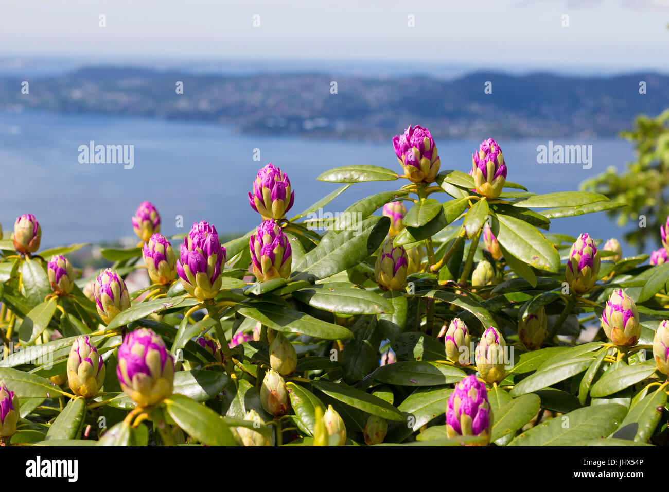 Rhododendrons surplombant les fjords de Bergen Banque D'Images