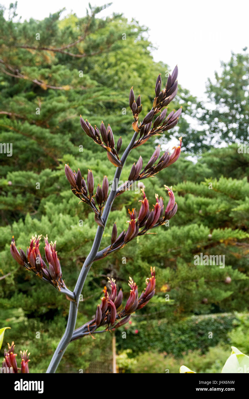 Phormium tenax purpureum capitules sur show. Banque D'Images