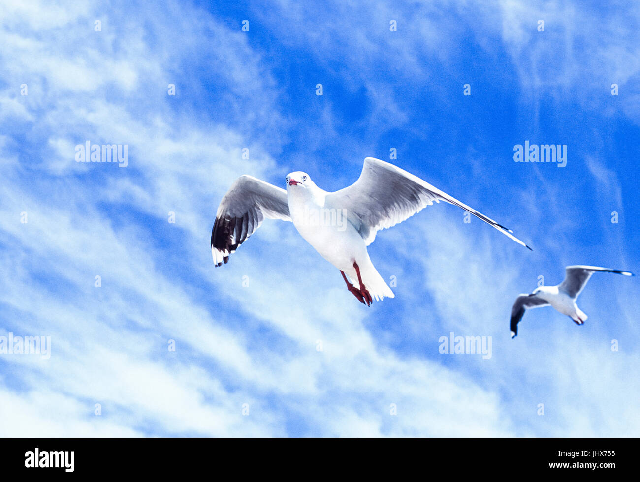 Les goélands argenté, (Chroicocephalus novaehollandiae), en vol, à Byron Bay, New South Wales, Australie Banque D'Images