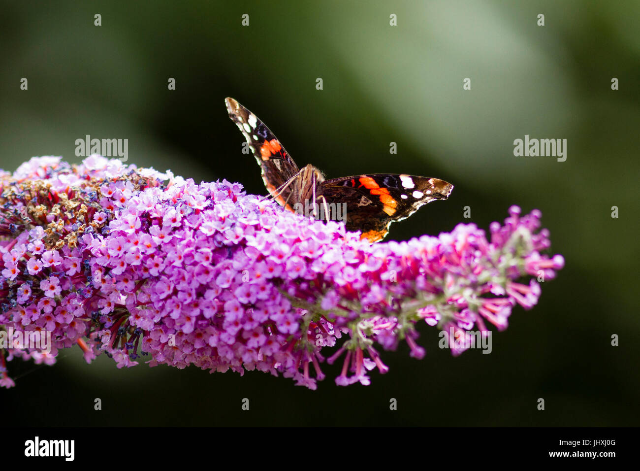17 juillet 2017. Météo britannique. Un papillon vulcain (Vanessa atalanta) se nourrit d'un Buddleia plante dans l'East Sussex, UK Crédit : Ed Brown/Alamy Live News Banque D'Images