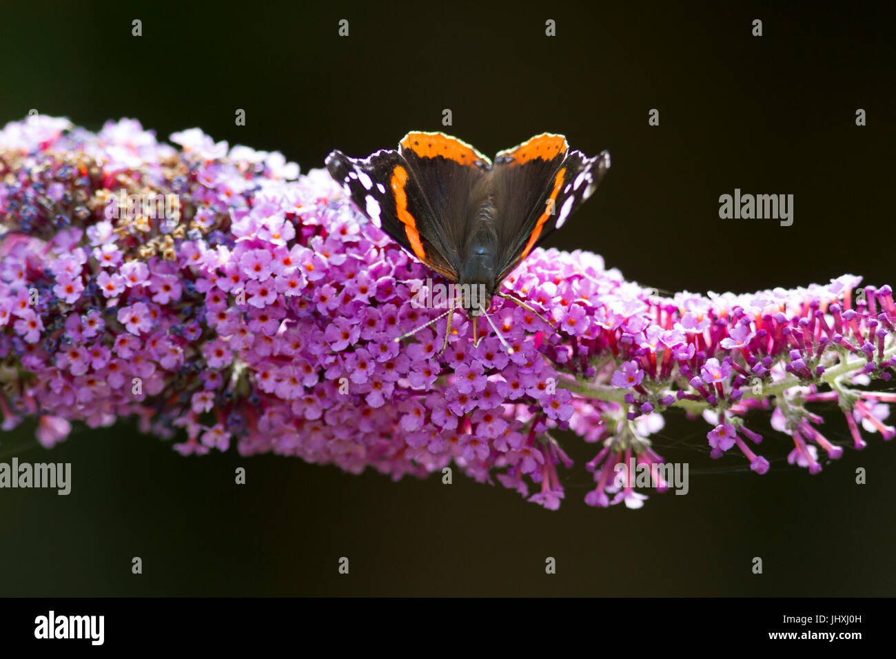 17 juillet 2017. Météo britannique. Un papillon vulcain (Vanessa atalanta) se nourrit d'un Buddleia plante dans l'East Sussex, UK Crédit : Ed Brown/Alamy Live News Banque D'Images