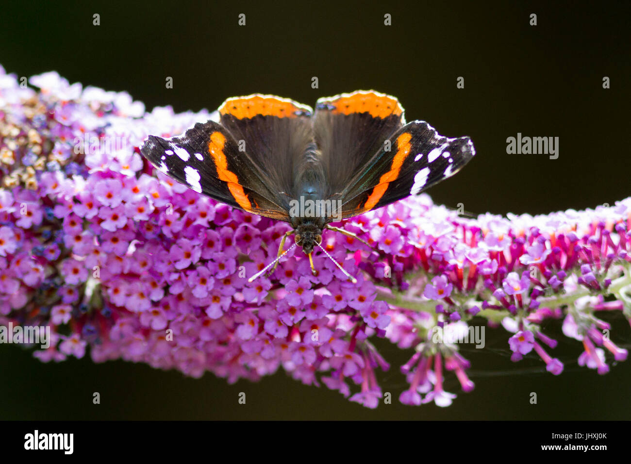 17 juillet 2017. Météo britannique. Un papillon vulcain (Vanessa atalanta) se nourrit d'un Buddleia plante dans l'East Sussex, UK Crédit : Ed Brown/Alamy Live News Banque D'Images