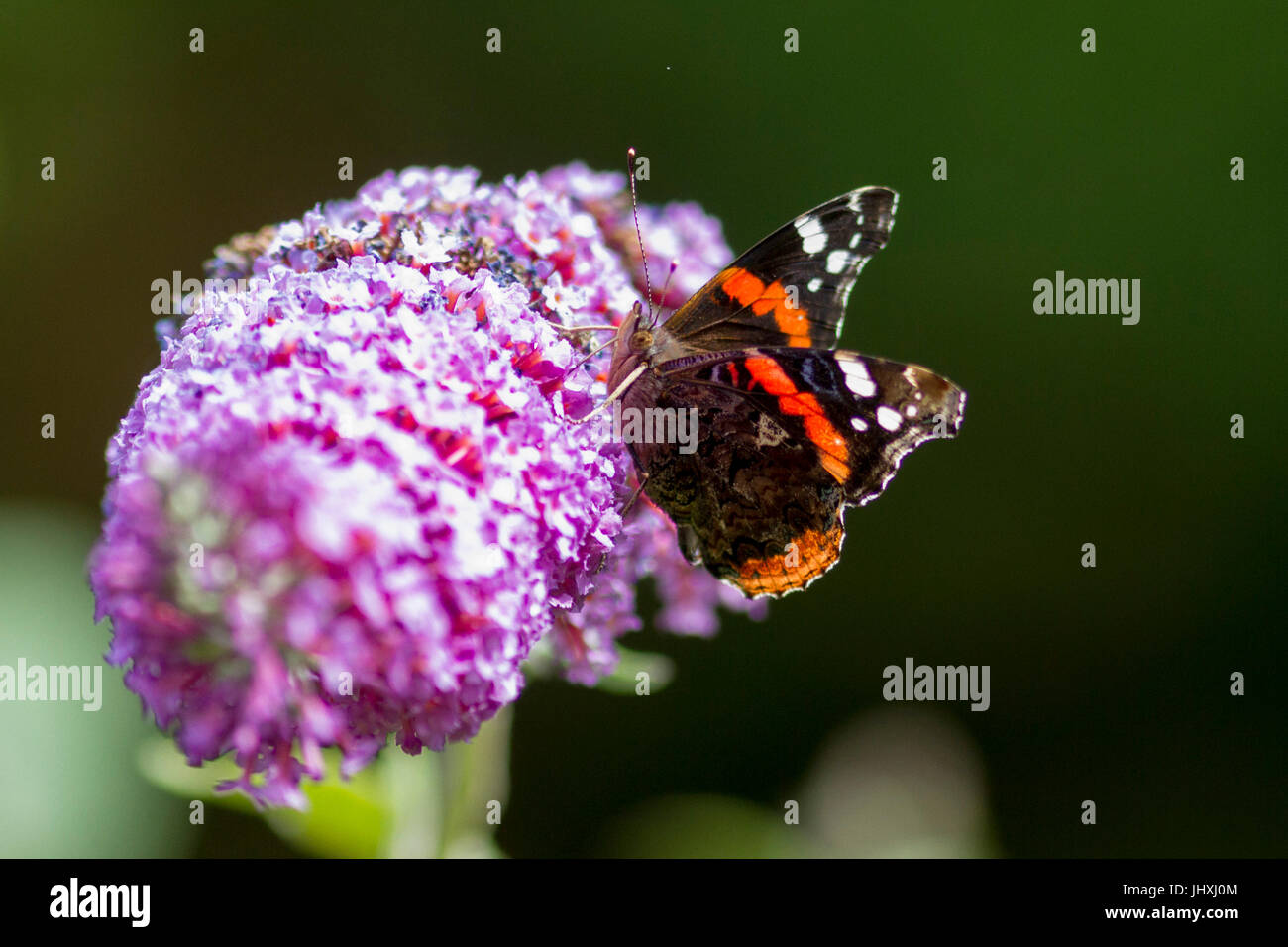 17 juillet 2017. Météo britannique. Un papillon vulcain (Vanessa atalanta) se nourrit d'un Buddleia plante dans l'East Sussex, UK Crédit : Ed Brown/Alamy Live News Banque D'Images