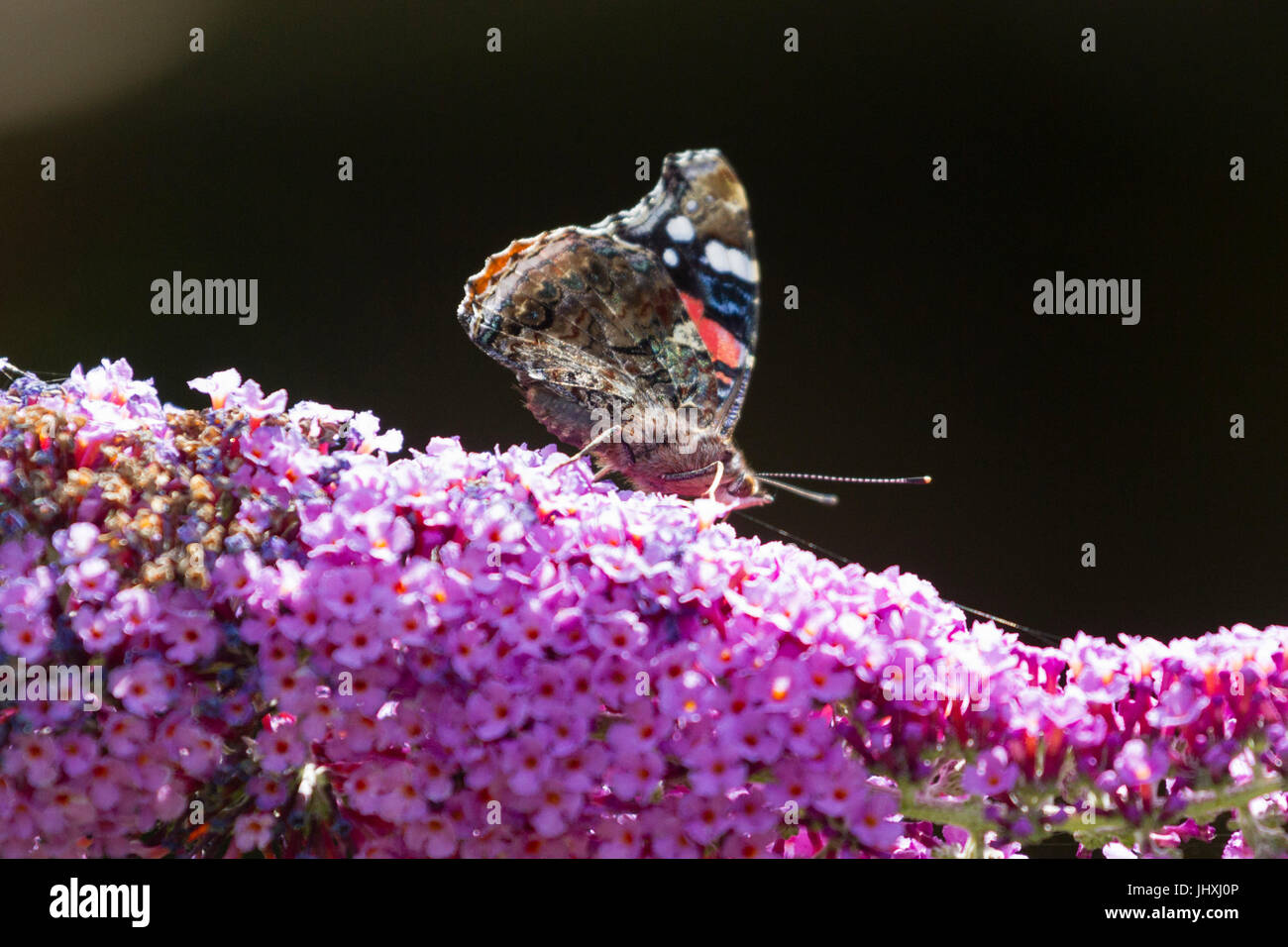 17 juillet 2017. Météo britannique. Un papillon vulcain (Vanessa atalanta) se nourrit d'un Buddleia plante dans l'East Sussex, UK Crédit : Ed Brown/Alamy Live News Banque D'Images