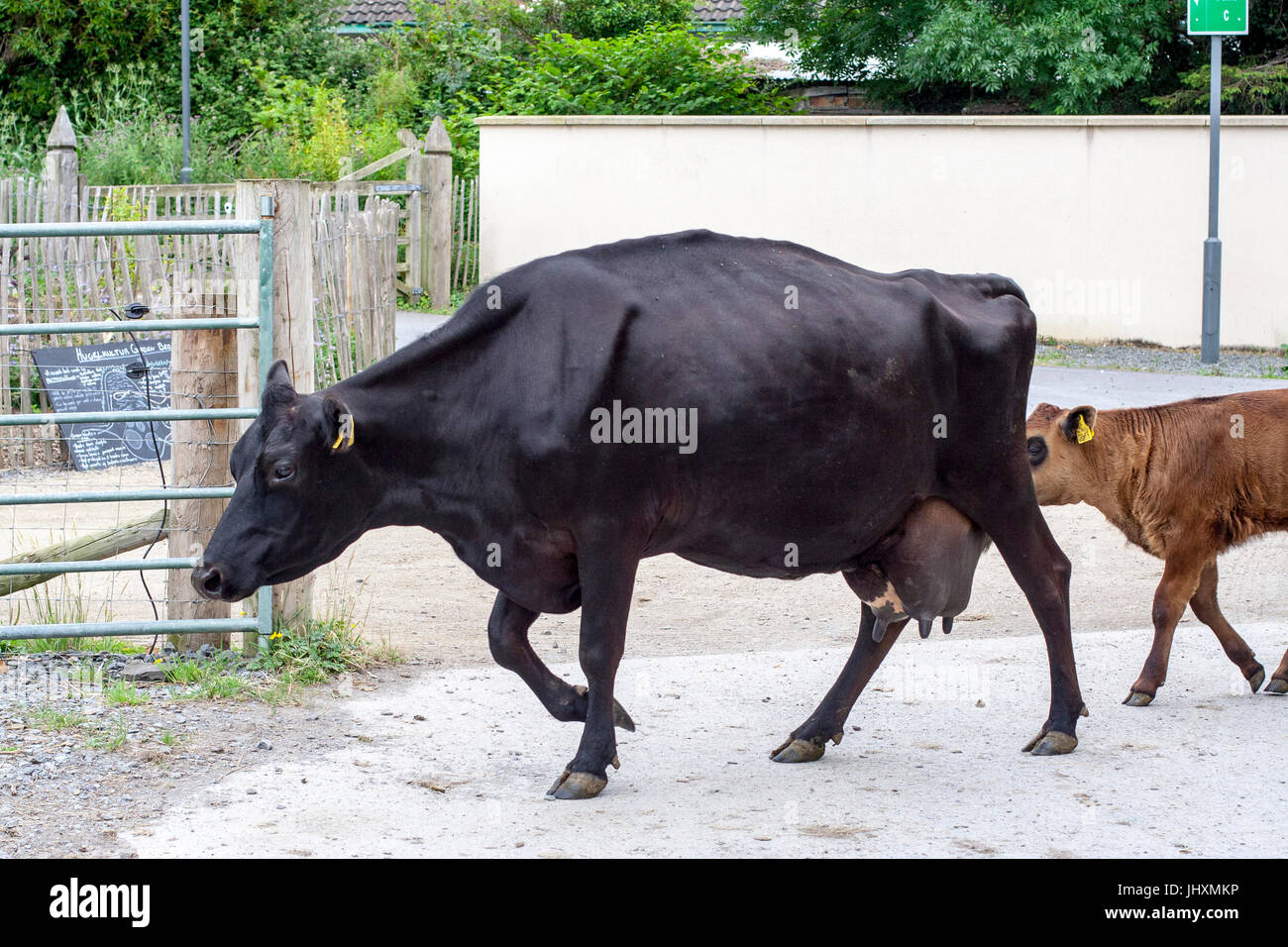 Vaches de Jersey à une ferme laitière à Dublin en Irlande Banque D'Images