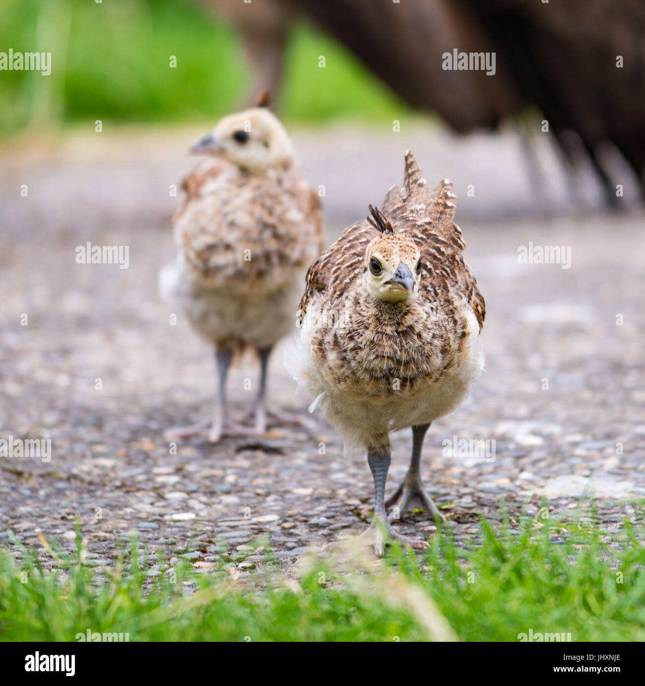 Paons De Bebe Photo Stock Alamy