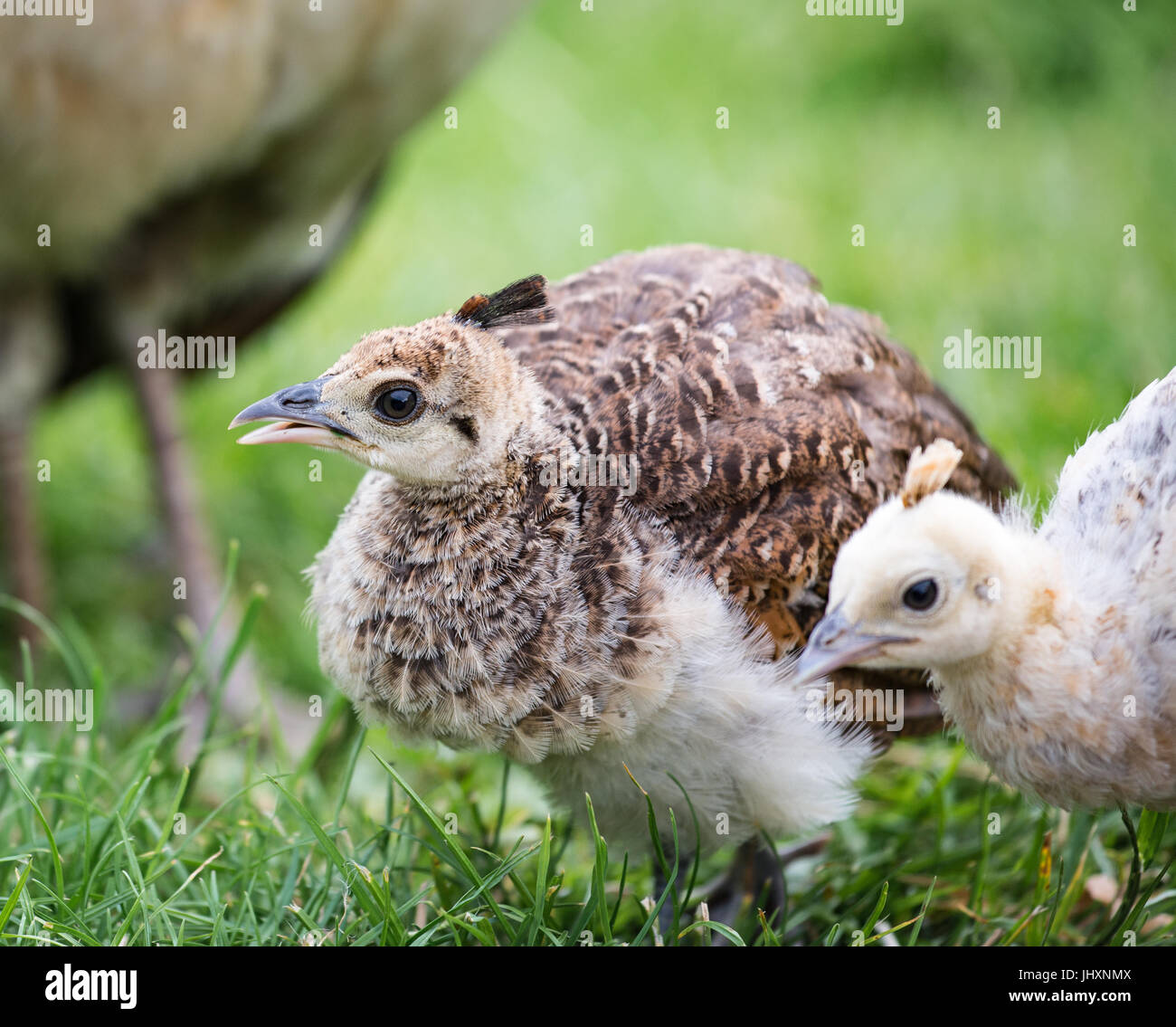 Bebe Paon Banque D Image Et Photos Alamy