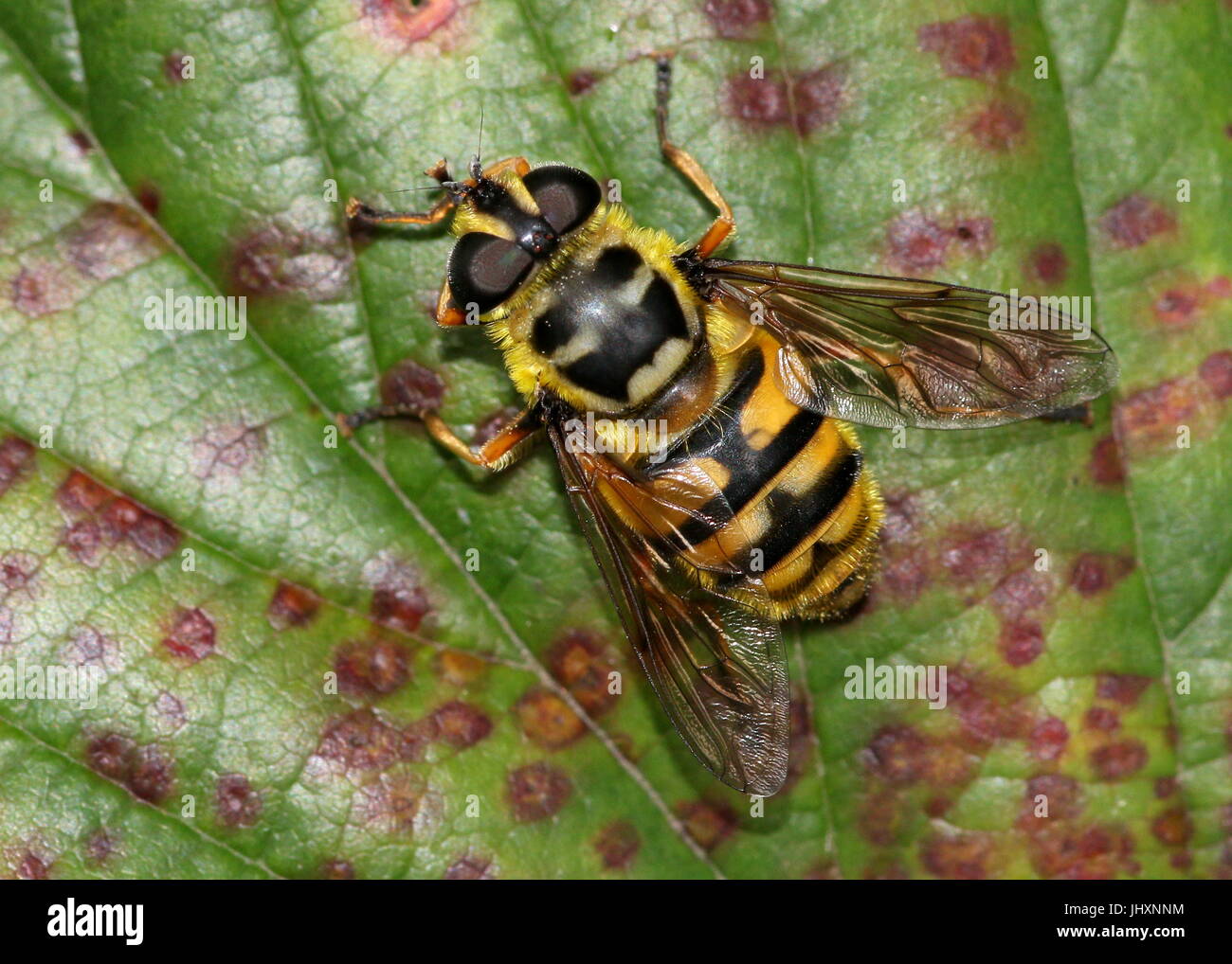 Close-up de l'syprhid Myathropa florea hoverfly. Nom anglais : non officiel Hoverfly Dead Head. Banque D'Images