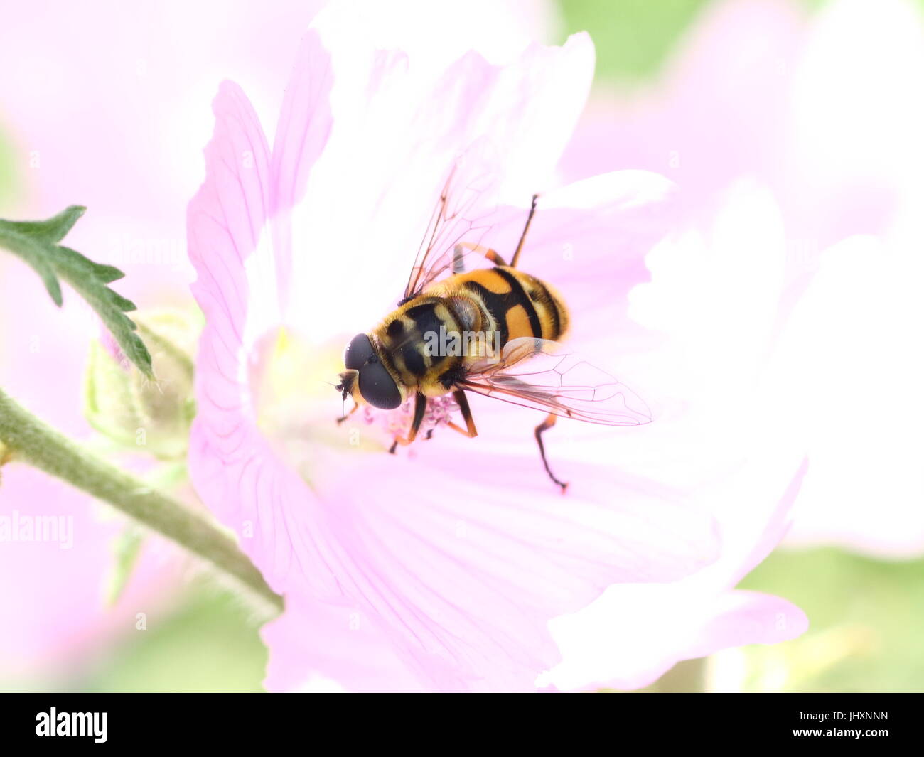 Close-up de l'Myathropa florea hoverfly nourriture dans une fleur rose. Nom anglais : non officiel Hoverfly Dead Head. Banque D'Images