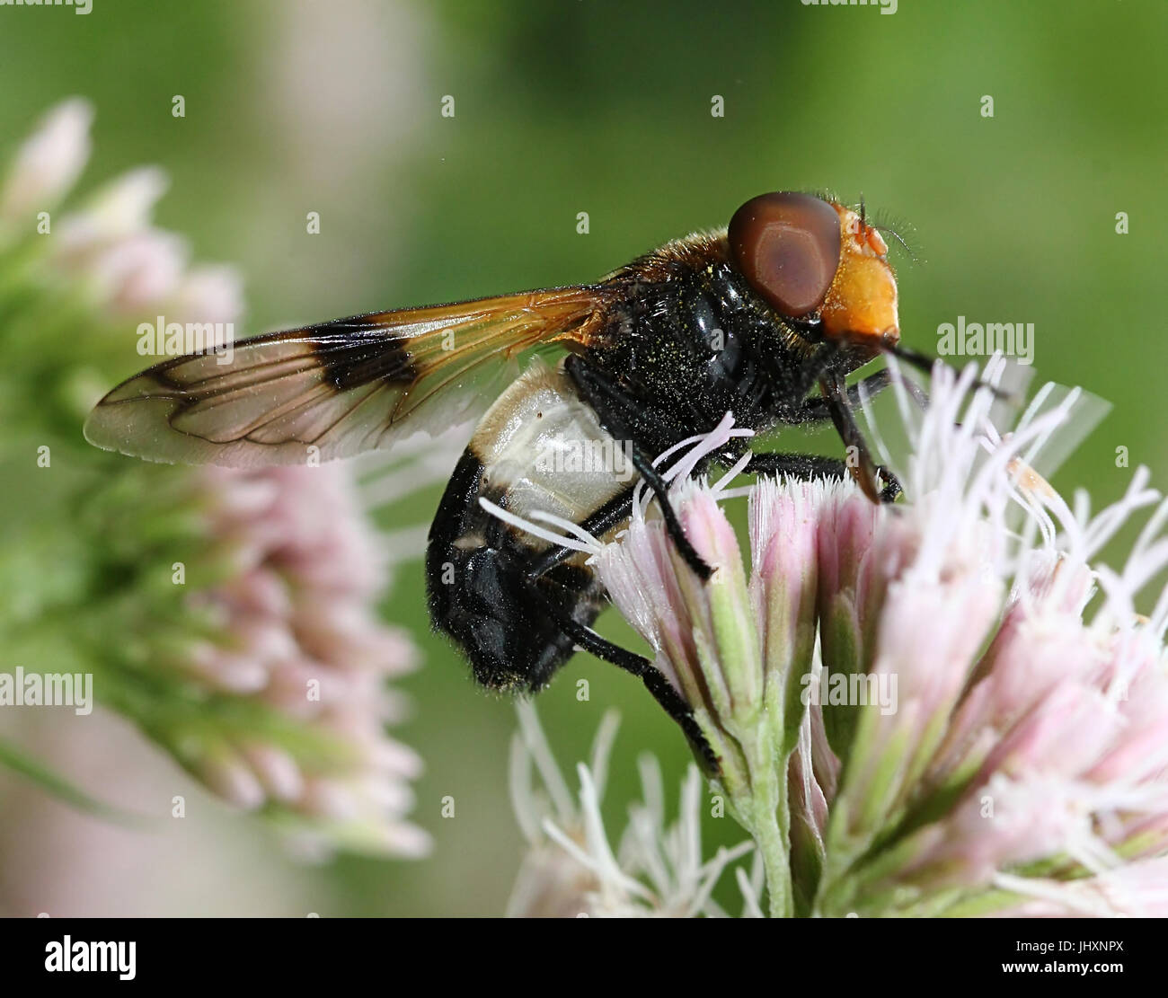 Pelucid européenne Hoverfly (Volucella pellucens), également appelé Grand Pied Hoverfly officieusement. Banque D'Images