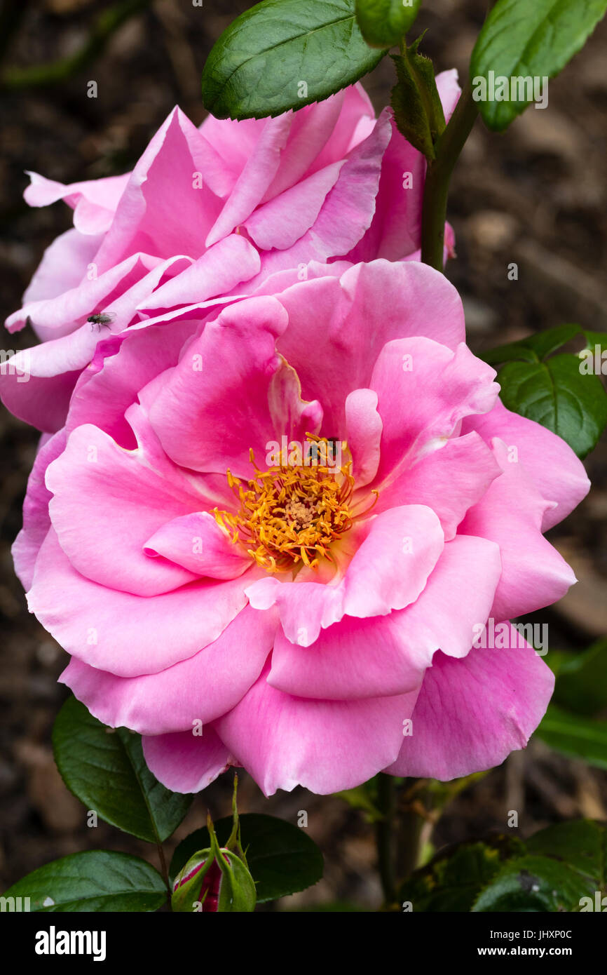 Grappe de rose, fleurs semi-double de l'hybride rose thé, Rose Rosa 'Favorite' Banque D'Images