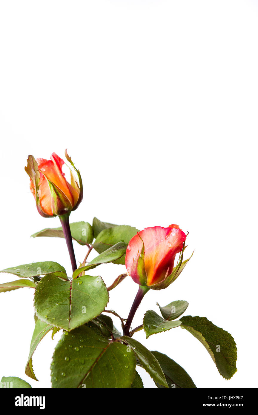 Orange et rouge wild roses isolated on white Banque D'Images