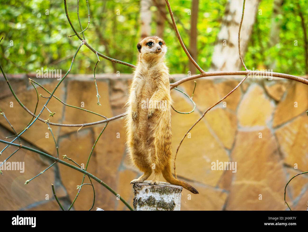 Une peur meerkat moignon en bois à dans la distance. Toning lumière vive. Banque D'Images