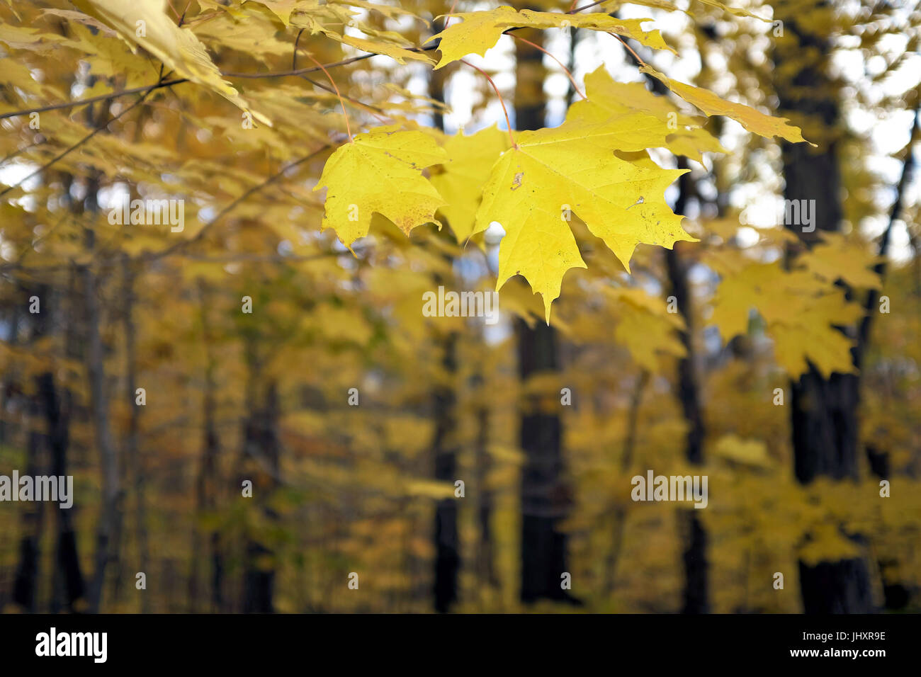 Un gros plan d'une feuille d'érable jaune fournit les arbres contre les contrastes dans l'arrière-plan dans l'Ohio, Cleveland Metroparks. Banque D'Images