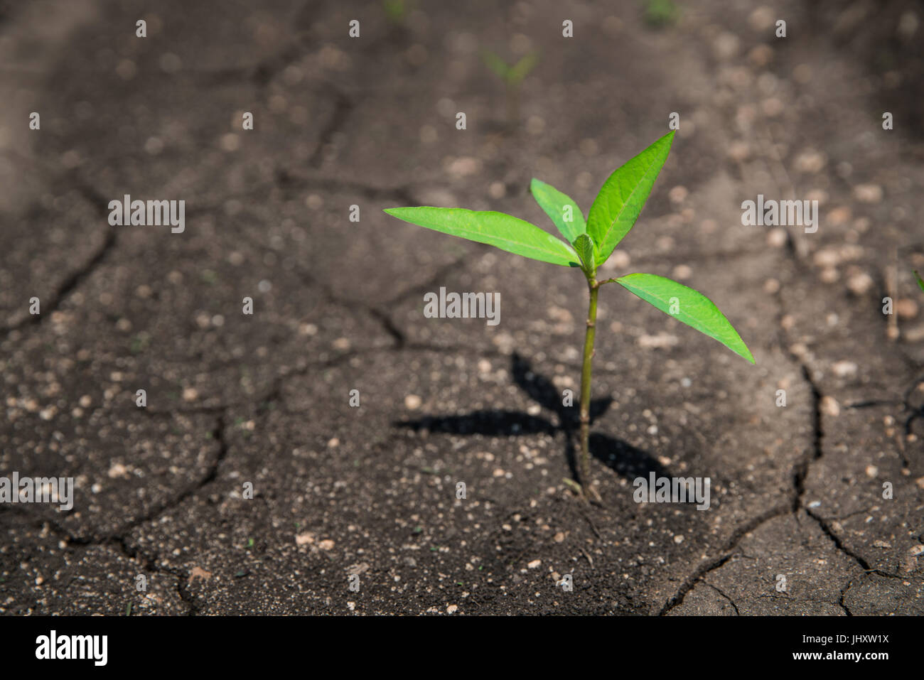 Petit arbre sur concept sol fissuré comme la vie au cours des problèmes environnementaux qui encouragent les gens à protéger la nature Banque D'Images