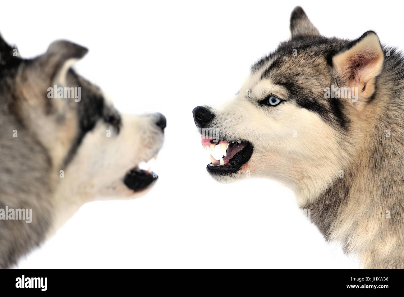 Chien Husky Sibérien en colère portrait d'hiver Banque D'Images