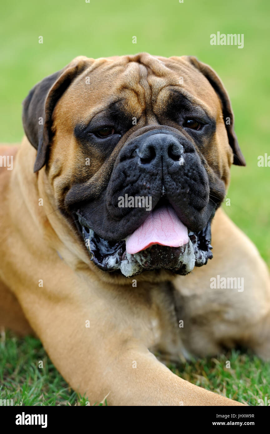 Close English Mastiff chien dans l'herbe d'été vert Banque D'Images