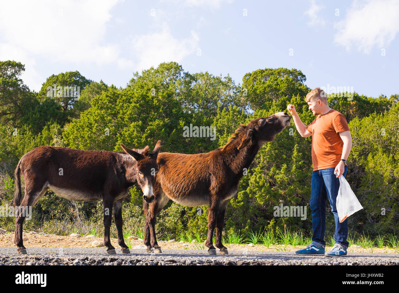 Jeune homme jouant et nourrir les ânes sauvages, de Chypre, de l'âne sauvage du Parc National Karpaz Zone de protection. Banque D'Images