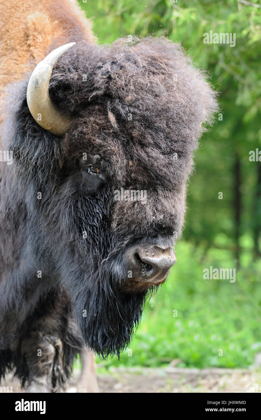 Grand mâle de bisons dans la forêt Banque D'Images