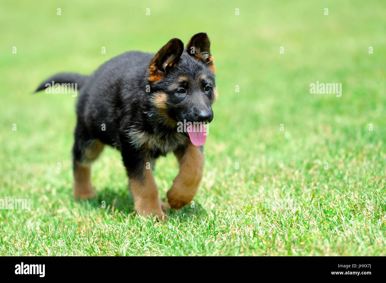 Berger Allemand Bebe Fermer Dans L Herbe D Ete Vert Photo Stock Alamy