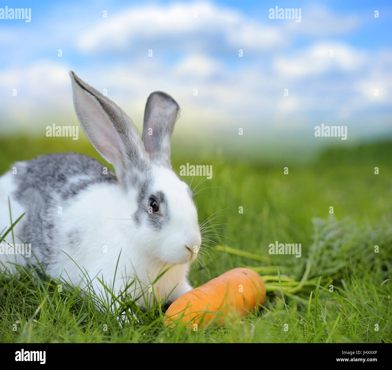 Bébé lapin dans l'herbe sur pré. Jour d'été Banque D'Images