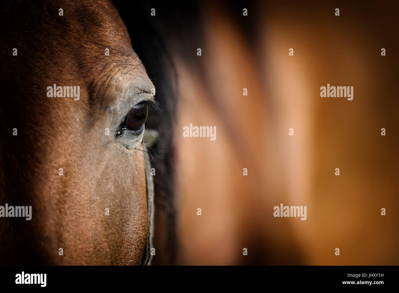 Close-up eye of Arabian Bay horse Banque D'Images