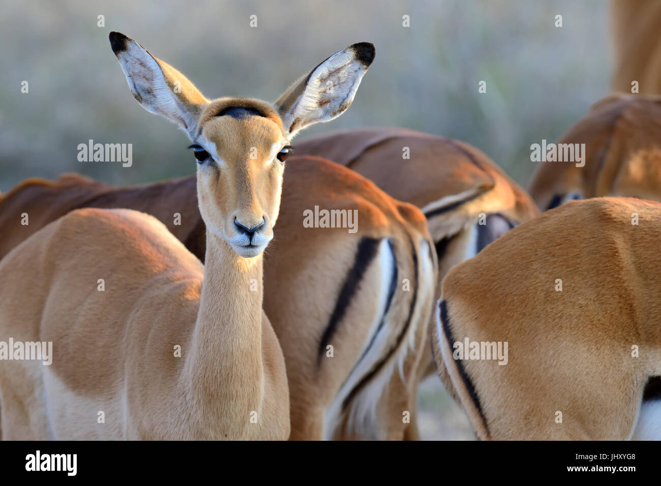 La gazelle de Thomson sur la savane dans le Kenya, l'Afrique Banque D'Images