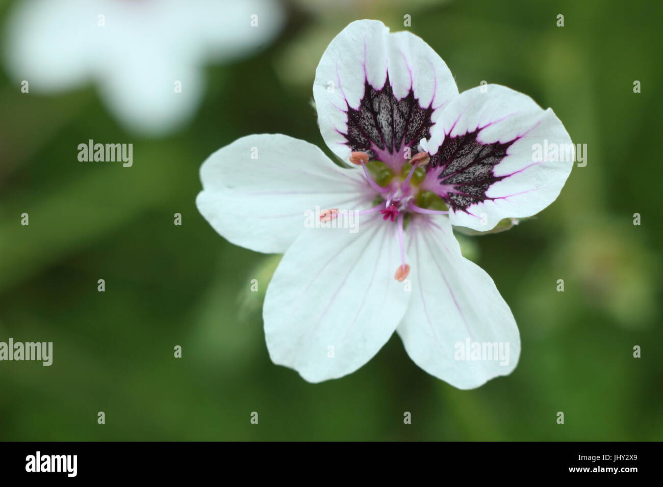 Black-eyed Heron's Bill 'erodium glandulosum', (anciennement glandulosum erodium petraeum), la floraison dans un jardin à la fin du mois de mai Banque D'Images