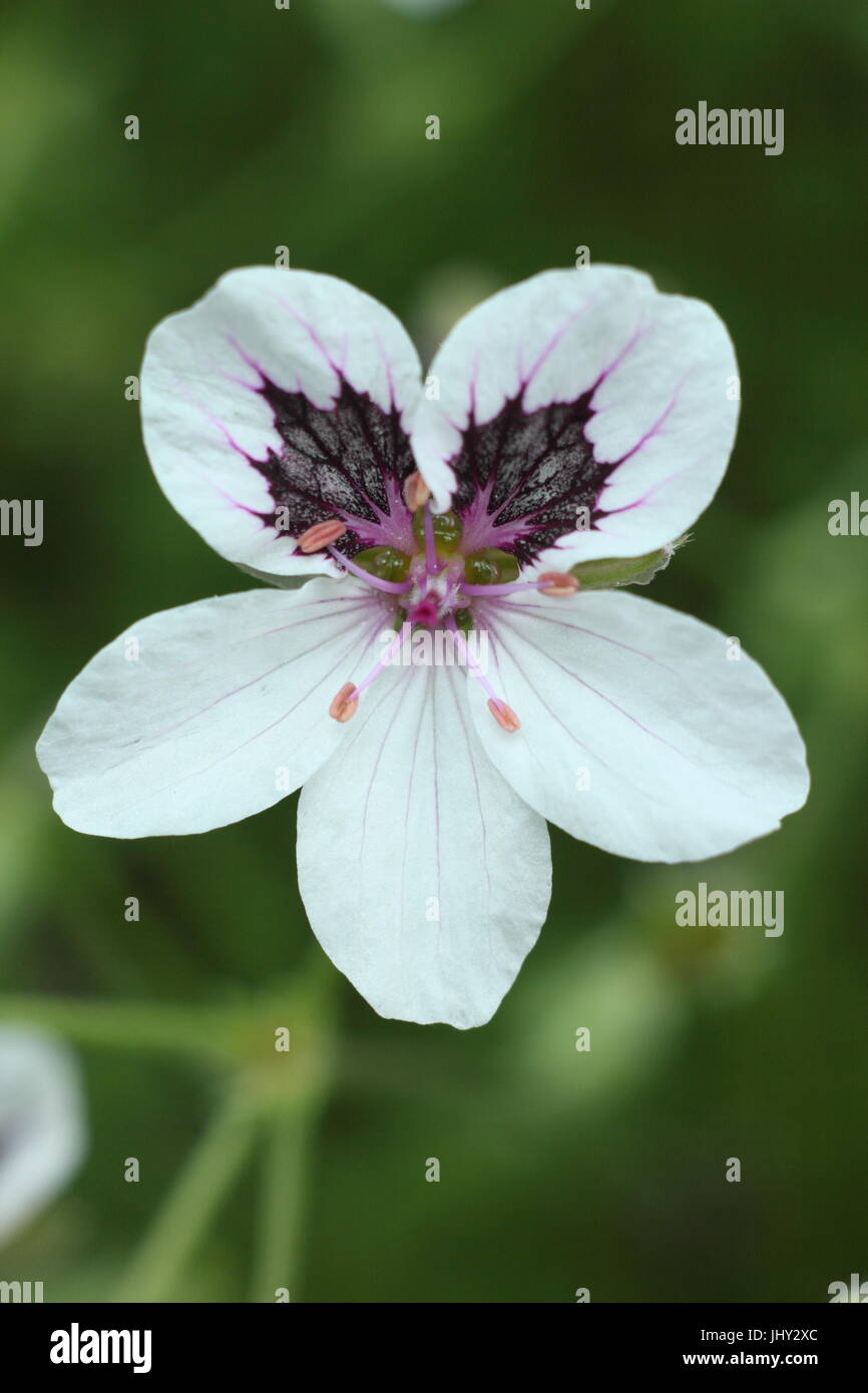 Black-eyed Heron's Bill 'erodium glandulosum', (anciennement glandulosum erodium petraeum), la floraison dans un jardin à la fin du mois de mai Banque D'Images