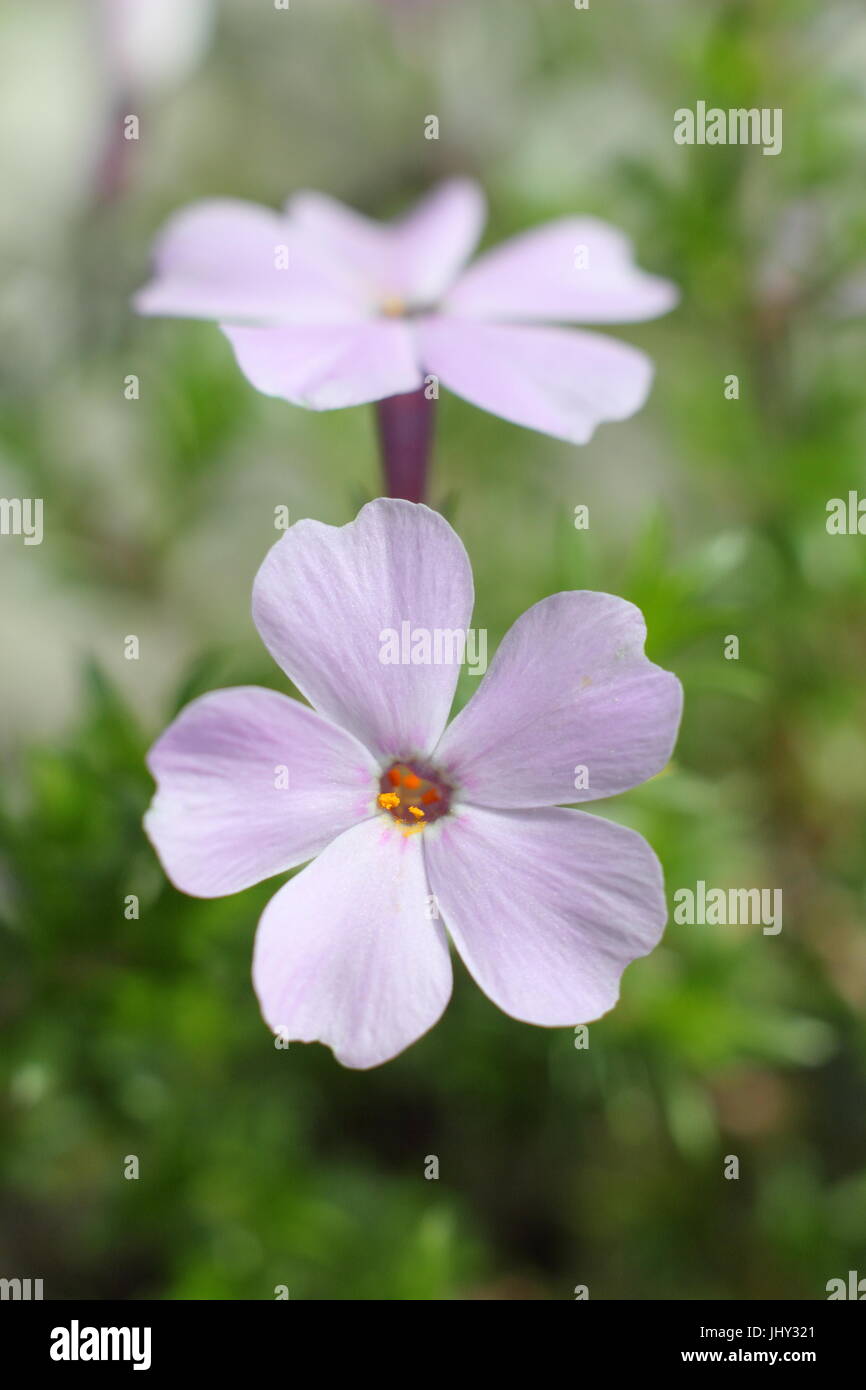 Phlox Douglasii 'Rosea' (Phlox tuftés ou 'Rose Queen') en pleine floraison dans un jardin de rocaille , fin mai Banque D'Images